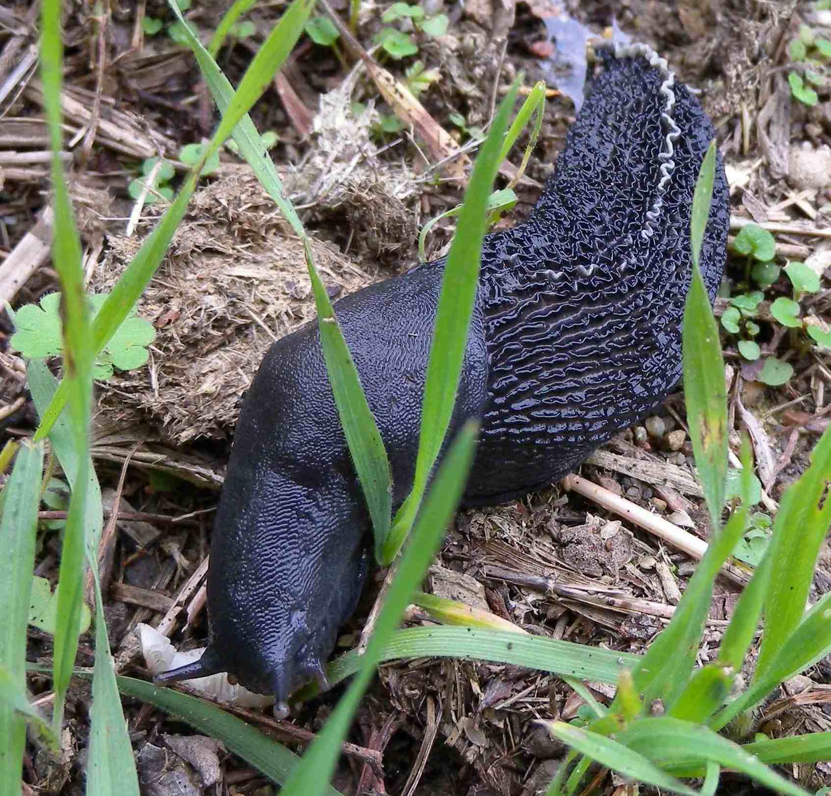 Limax amaliae Bettoni 1870 da Giussago (PV)